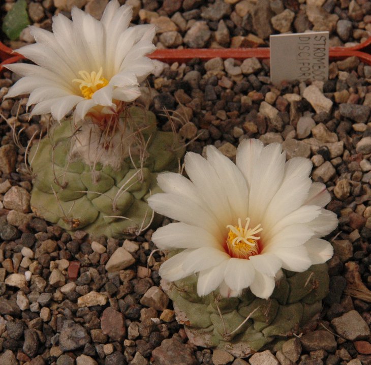 Strombocactus disciformis.JPG