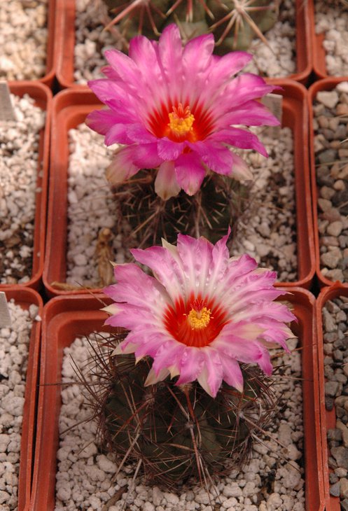 Thelocactus bicolor v. rubrispinus
