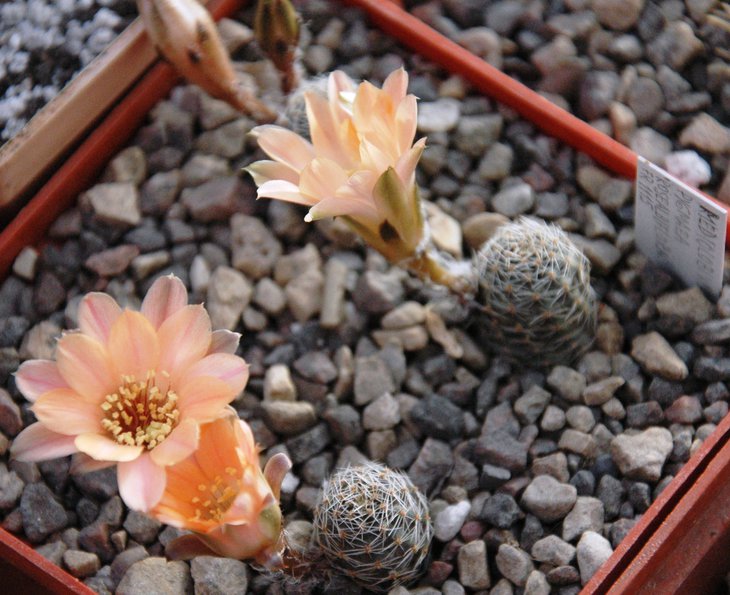Medeolobivia pygmaea 'rosealbiflora' RR 1115