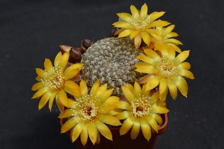 Sulcorebutia arenacea