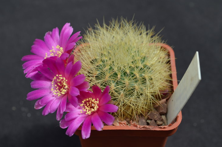Sulcorebutia swobodae