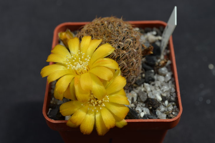 Sulcorebutia candiae