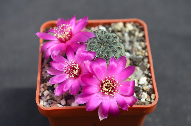 Sulcorebutia raushii