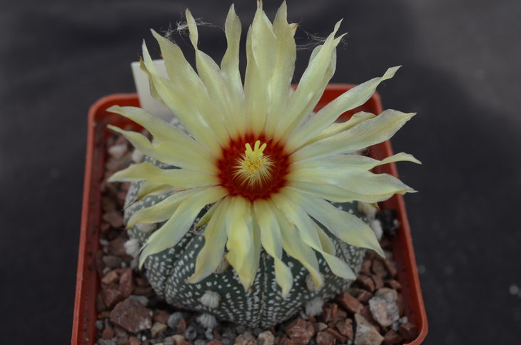 Astrophytum asterias v. nocha-kuten