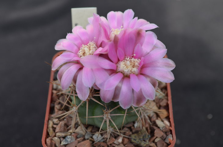 Gymnocalycium neuhuberi