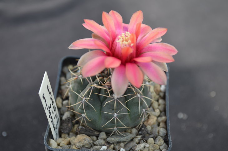Gymnocalycium baldianum