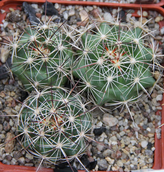 C.ramillosa SB908.JPG