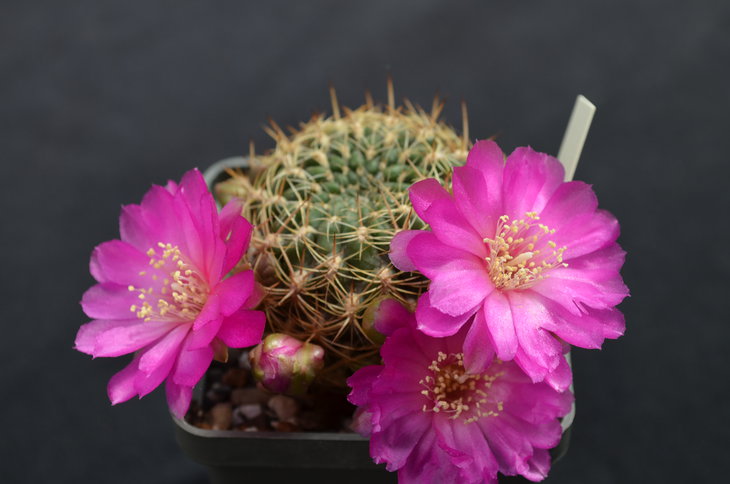 Sulcorebutia purpurea