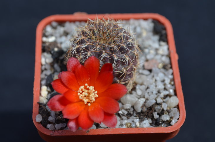 Sulcorebutia verticillacantha v. cuprea HS273