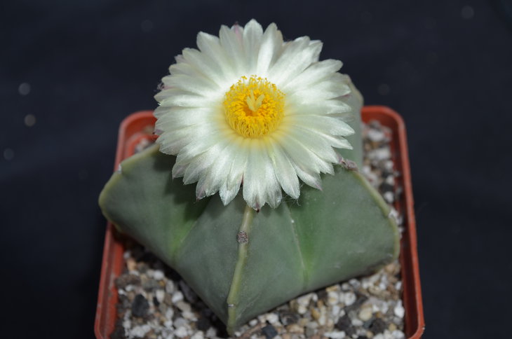 Astrophytum myriostigma nudum