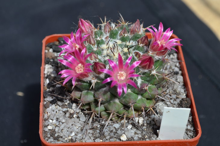 Mammillaria sp. abra celaya