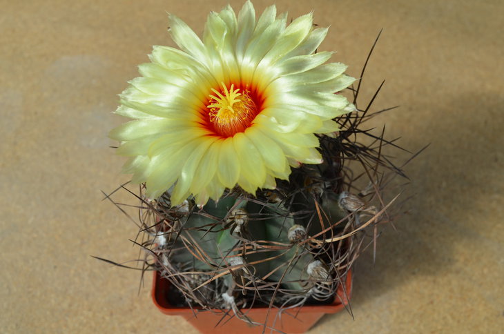 Astrophytum capricorne v. senilis