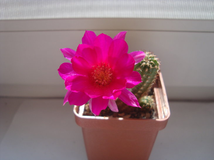 Mediolobivia sp.