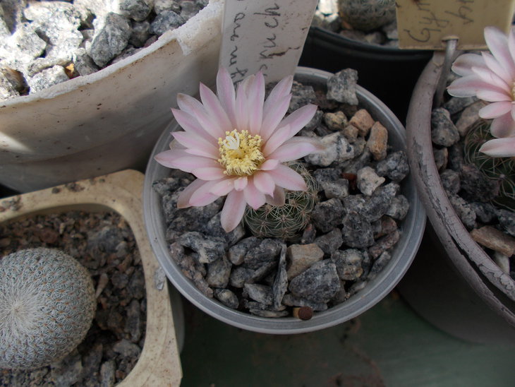 Gymnocalycium bruchii.JPG