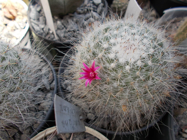 Mammillaria hahniana.JPG