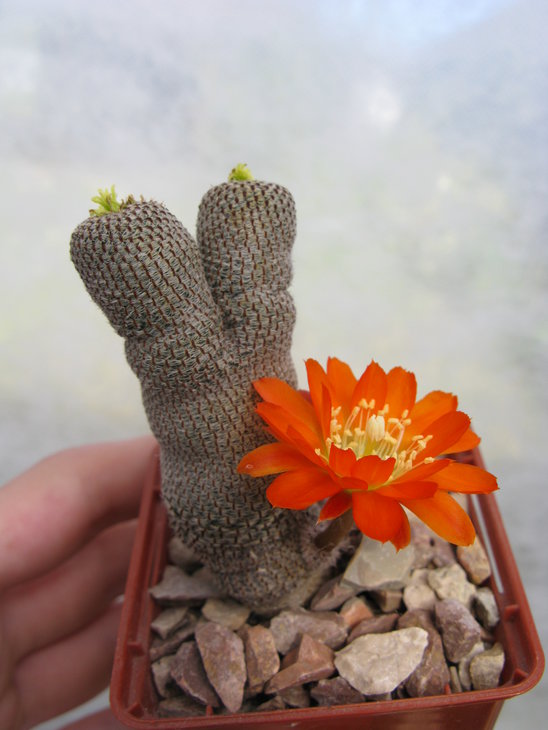 Aylostera heliosa