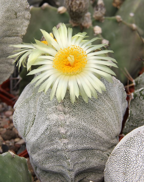 Astrophitum myriostigma cv. трехреберный.JPG