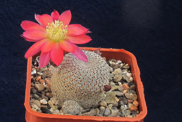 Aylostera heliosa v.condorensis