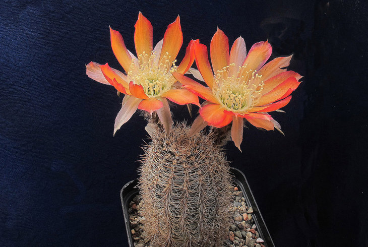 Lobivia famatimensis v.densispina