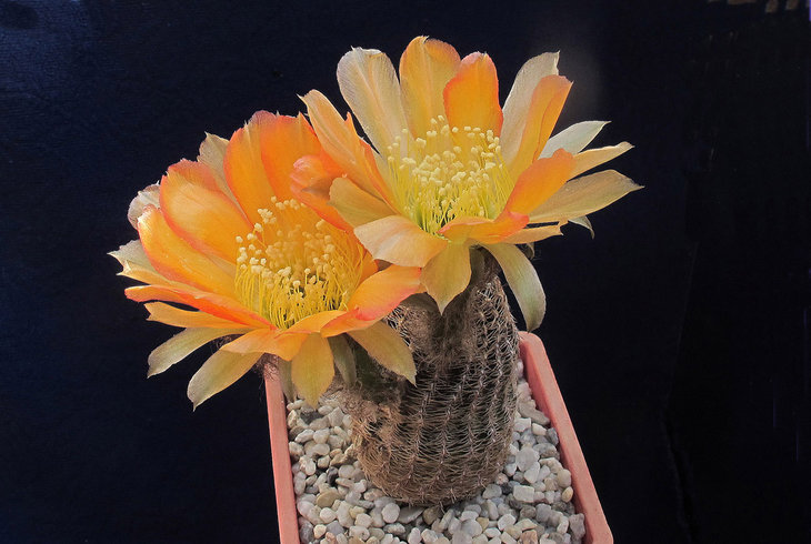 Lobivia famatimensis v.densispina