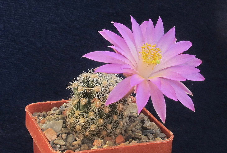 Mammillaria saboae ssp.roczekii