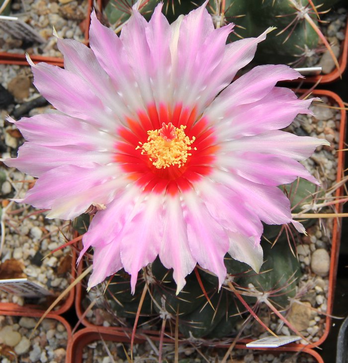 Thelocactus bicolor commodus  Kohres.JPG