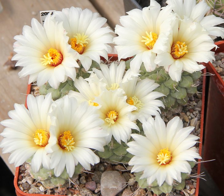 Strombocactus disciformis.JPG