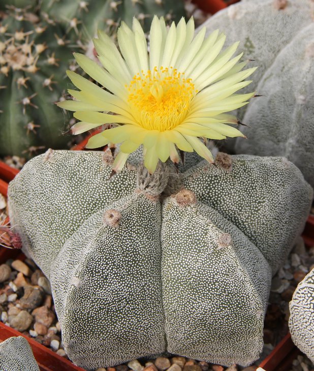 Astrophitum myriostigma strongulogonum.JPG