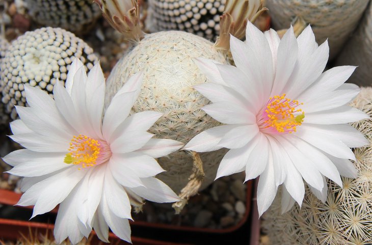 M.herrerae albiflora.JPG