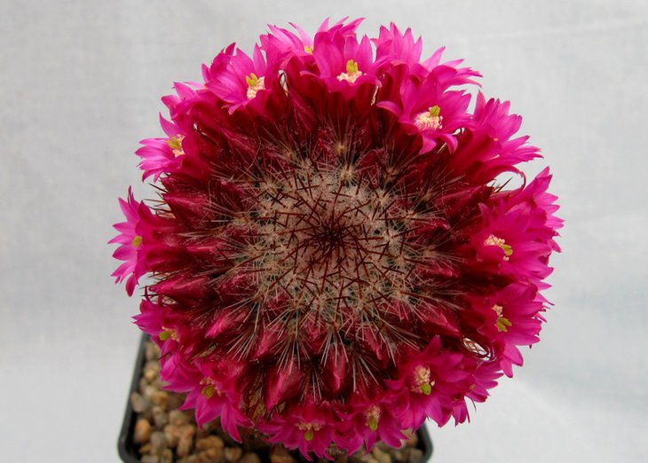 Mammillaria magnifica