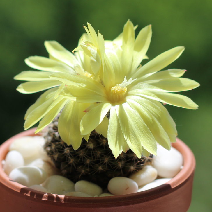parodia formosa