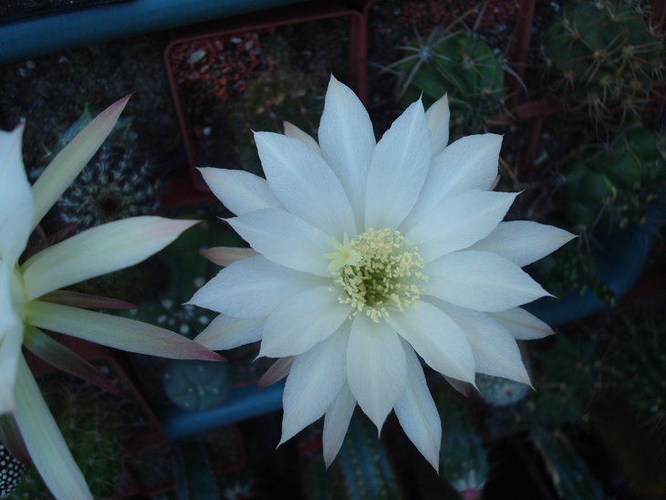 Echinopsis subdenudata