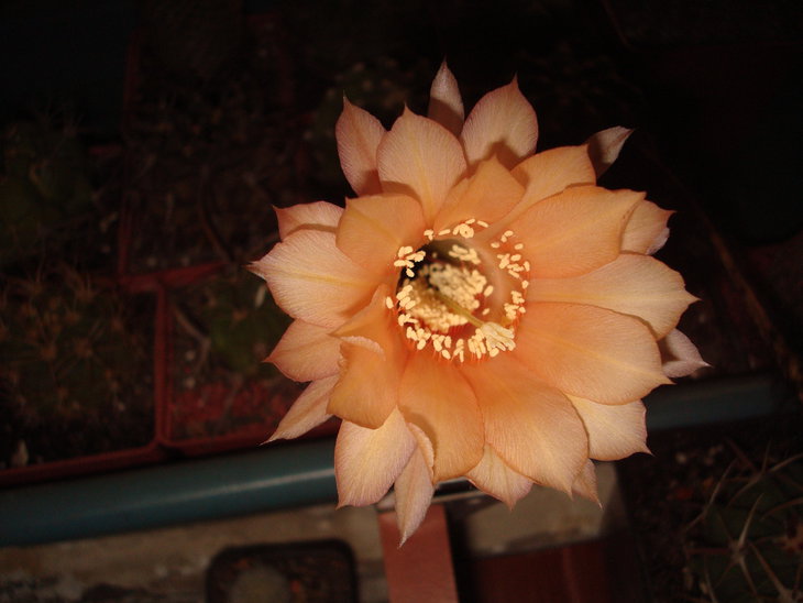 Echinopsis hybr