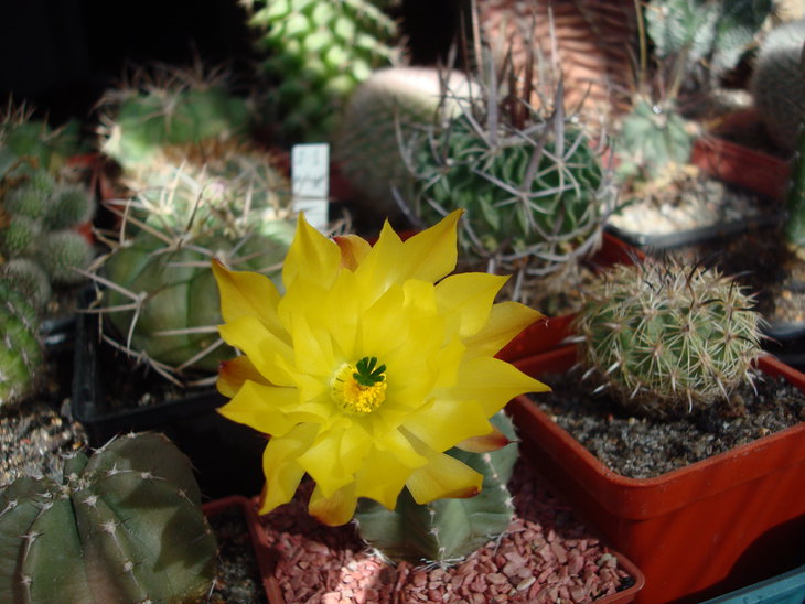 Echinocereus subinermis