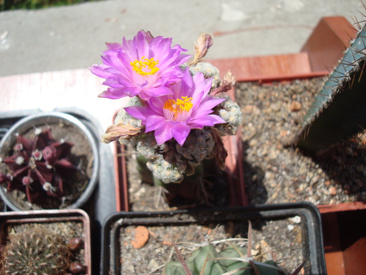 Mammillaria theresae