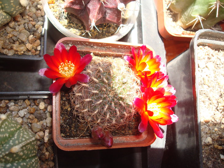 Sulcorebutia lepida
