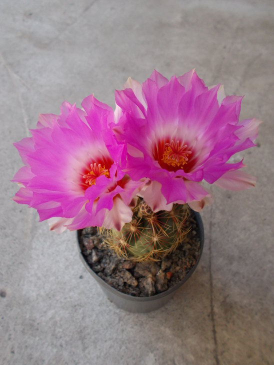 Thelocactus schwarzii 1.JPG