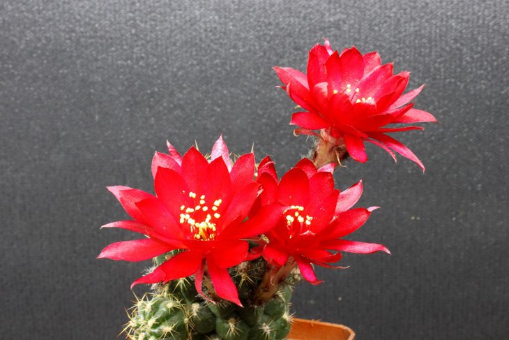 Lobivia hertrichiana