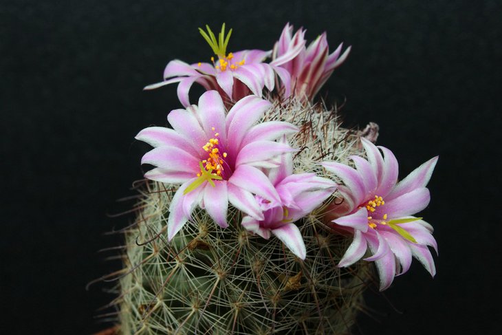 Mammillaria oliviae