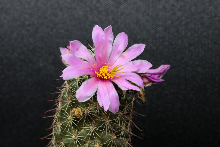 Mammillaria swinglei