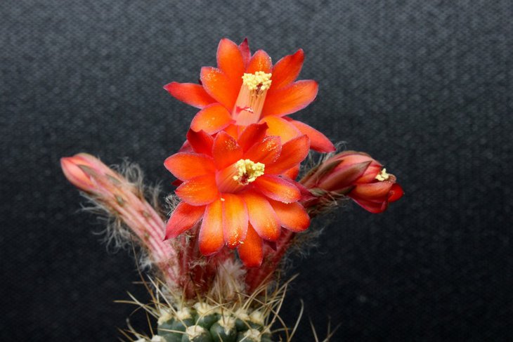 Submatucana paucicostata