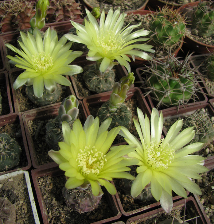 Gymnocalycium andrea