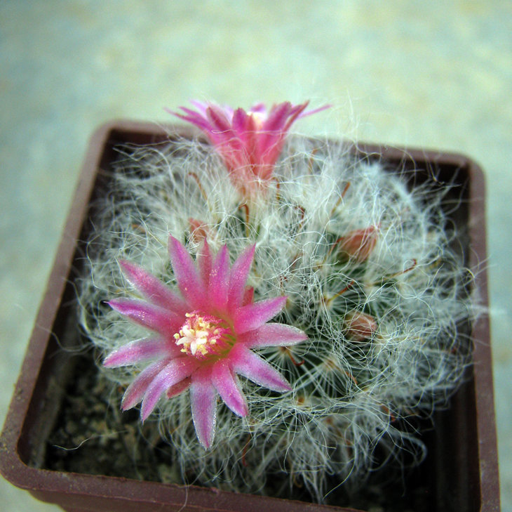 Mammillaria bocasana v. roseiflora<br />Первое цветение