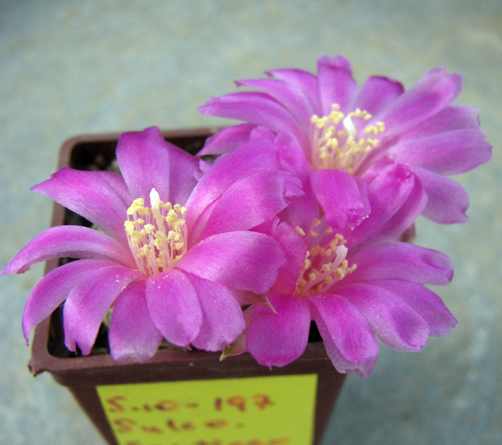 SULCOREBUTIA santiaguensis