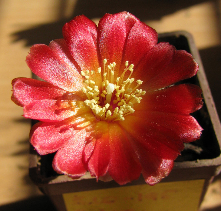 SULCOREBUTIA vazqueziana v. chatajillensis MN 247
