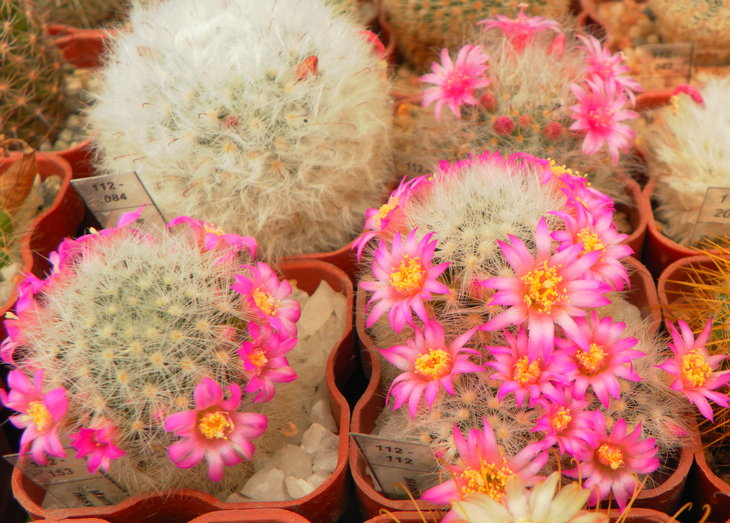 Mammillaria laui dasyacantha