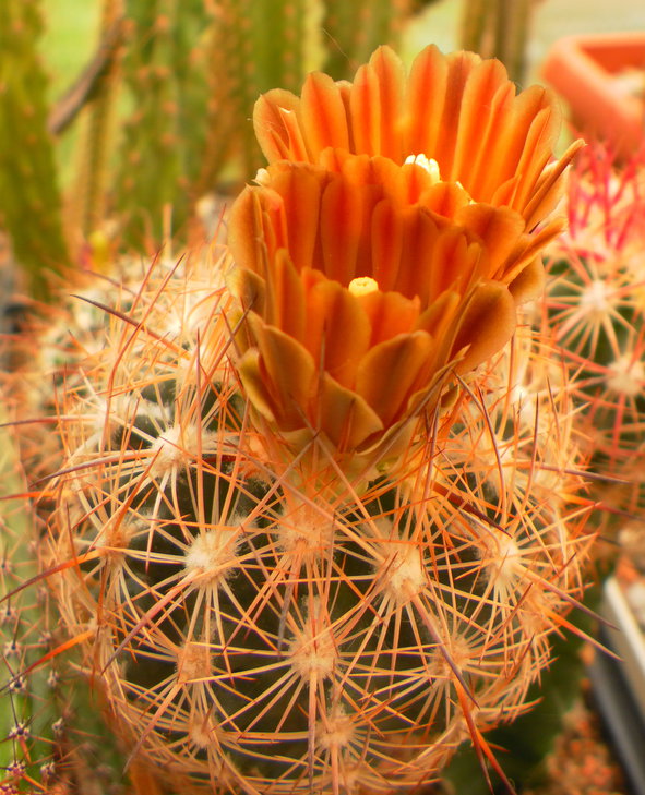 Echinomastus durangensis SB1089