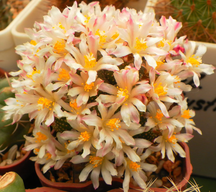 Blossfeldia	fescheri  ну как всегда!