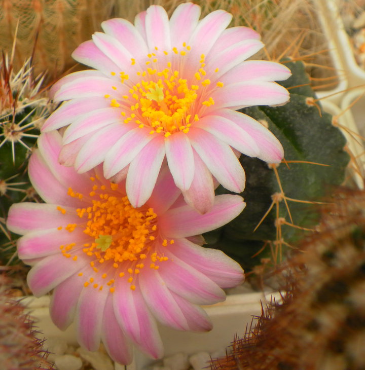 Echinocereus knippelianus