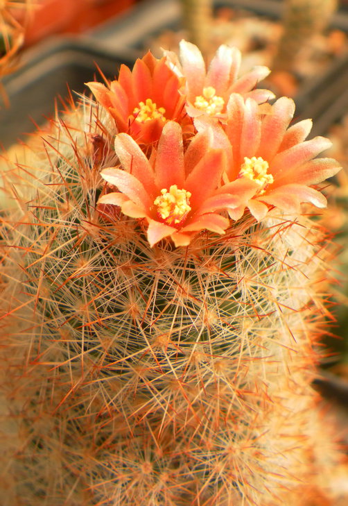 Escobaria chaffeyi